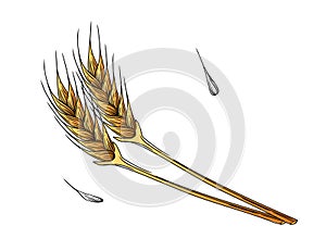 Outline sketch of wheat spikelets with ears grain and stem vector illustration on white background