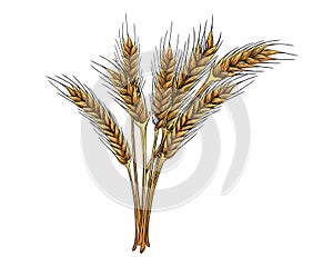 Outline sketch of wheat spikelets with ears grain and stem vector illustration on white background