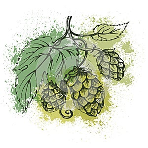 Outline vector sketch of hops branch on the background of watercolor stains