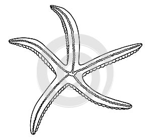 Outline vector starfish. Hand drawn black contour illustration. Graphic sea star isolated on white background. Nautical elements
