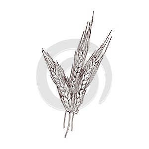 Outlined barley, cereal spikelet with spikes in detailed vintage style. Farm field crop, agriculture plant. Retro