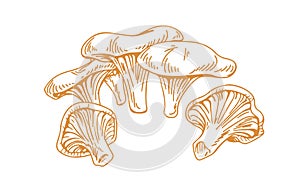 Outlined chanterelles or Cantharellus mushrooms, drawn in vintage style. Engraving drawing of edible wild fungi. Fungus