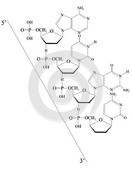 Outlined Deoxyribonucleic acid