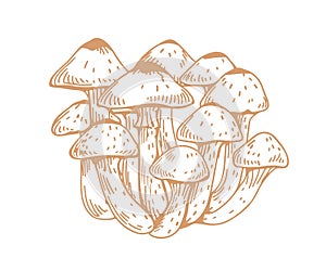 Outlined drawing of Armillaria, honey mushroom, or fungus. Bunch of contoured edible forest fungi. Hand-drawn vector