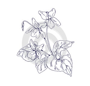 Outlined English common wood violet, garden flower. Botanical detailed retro drawing of floral plant. Sketch of