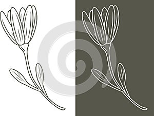 Outlined flower isolated on white and dark background