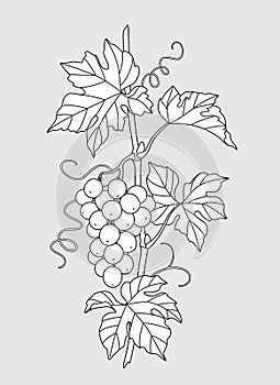 Outlined Grape Vine with Grapes Bunch