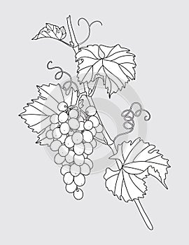 Outlined Grape Vine with Grapes Bunch