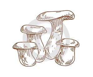 Outlined King Trumpet or Oyster mushrooms, drawn in vintage style. Boletus of steppes fungi sketch. Edible eryngii