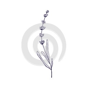 Outlined lavender flower. Lavanda on stem, etched contoured floral drawing. French Provence lavandula, lavander plant