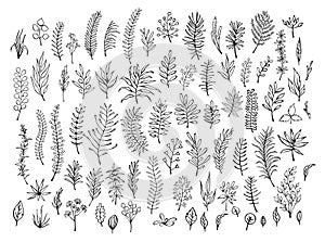 Outlined silhouettes meadow wild herbs, floral twigs branches set photo