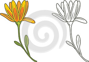 Outlined and yellow flower isolated on white