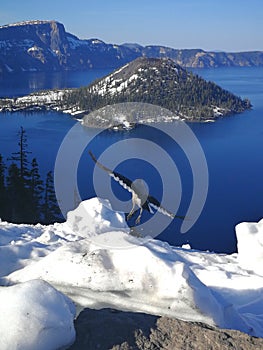 Outlook at Crater Lake National Park with a flying bird