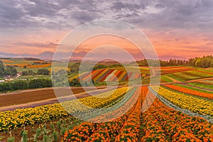 Outlook flower garden of Shikisai Hill (Hokkaido Biei-cho)