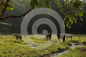 Outlook on a horse pasture