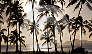 Outrigger canoe paddling in front of palm trees