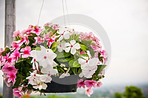 Outside basket filled with flower