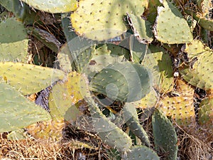 Outside cactus background