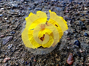 Outside fallen flower