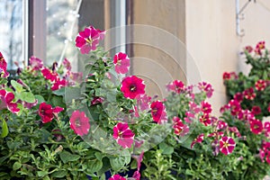 Outside flower basket with pink petunia