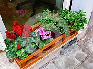 Outside front door decoration â€“ blooming red and purple flowers in wooden box