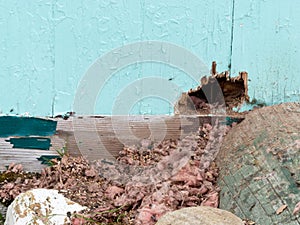 Outside home wall mice squirrel rodent pest damage photo