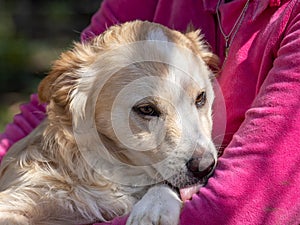 Outside portrait of a cute sand colored puppy dog snuggling in the arms of a person wearing a pink shirt.