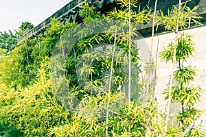 Outside the walls of bamboo growth