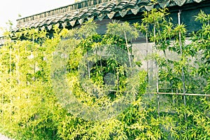 Outside the walls of bamboo growth