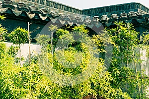 Outside the walls of bamboo growth