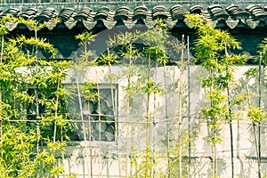 Outside the walls of bamboo growth