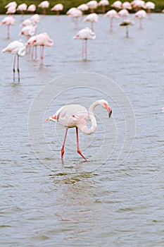 Outsider Pink flamingo on a lake pond with many flamingos in La Camargue wetlands