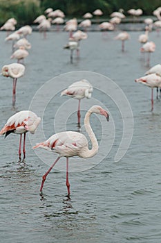 Outsider Pink flamingo on a lake pond with many flamingos in La Camargue wetlands