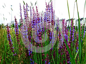 The outskirts of the city  seen through meadow blue flowers