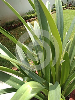 An outstanding close up of an evergreen decorative plant with fresh green leaves