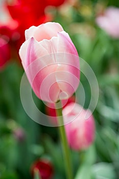 Colorful tulip flower bloom in the garden