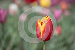 Colorful tulip flower bloom in the garden