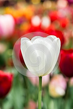 Colorful tulip flower bloom in the garden