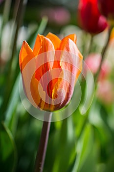 Colorful tulip flower bloom in the garden