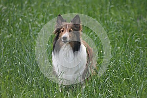 Outstanding in her field