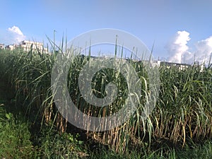 An outstanding lovely view of green sugarcane crops in the rural field