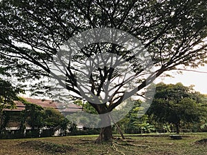 Samanea saman or Rain tree or Monkey pod tree in Thailand.