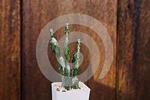 An outstanding small cactus isolated wooden background