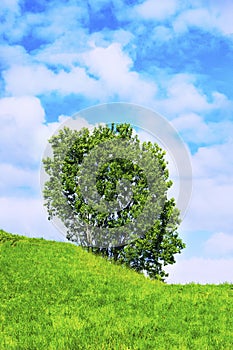 Outstanding solo tree with blue skies and green grass