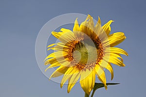 Outstanding Sunflower