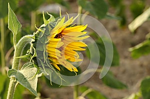 Outstanding sunflower photo