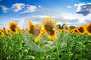 Outstanding sunflower