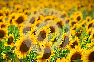 Outstanding sunflower