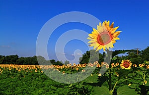 Outstanding Sunflower