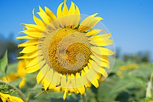 Outstanding sunflower